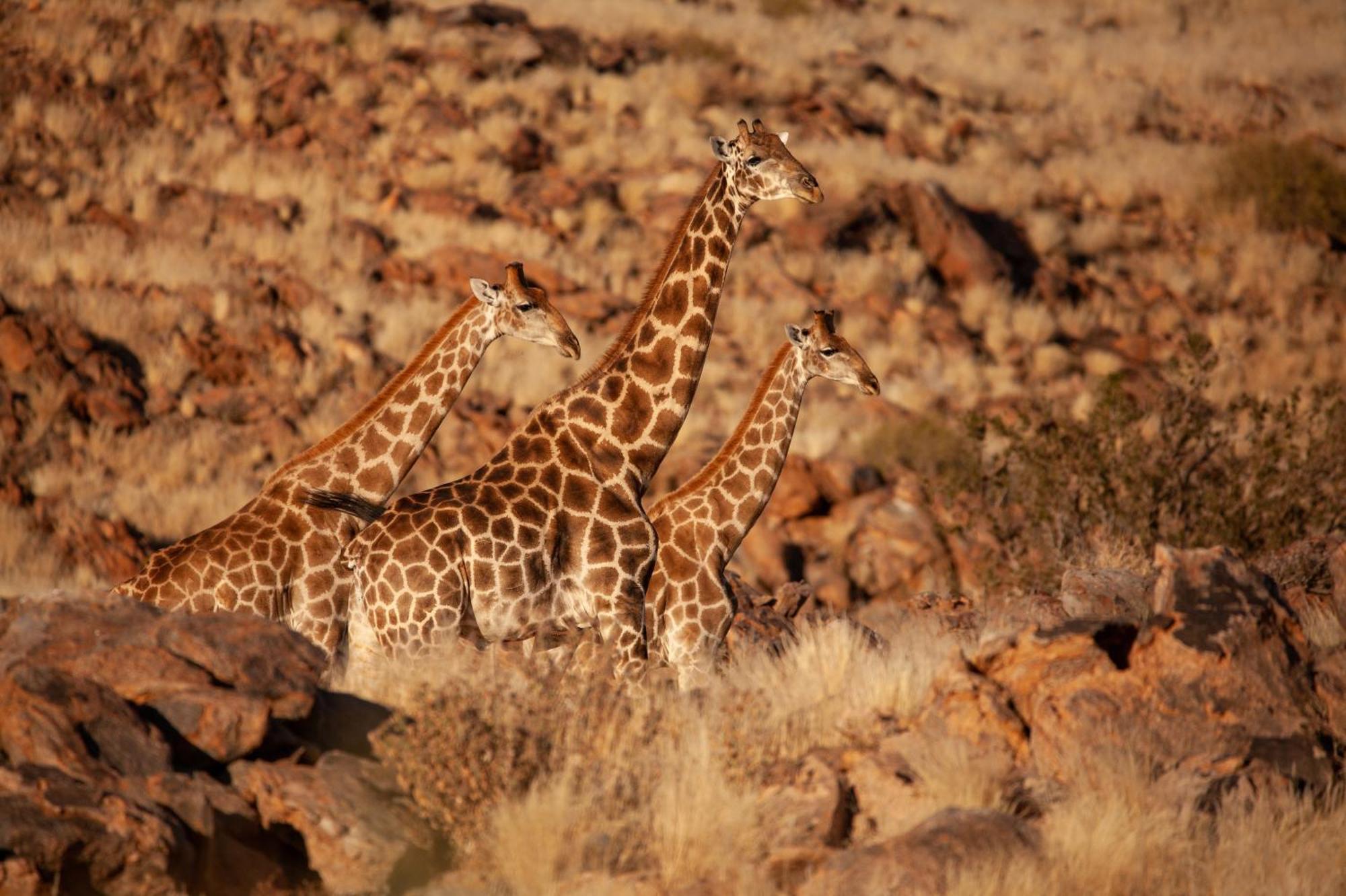 Sandfontein Lodge & Nature Reserve ภายนอก รูปภาพ